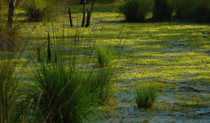 Progetto Risorgive del Vinchiaruzzo - Il ripristino di un habitat naturale